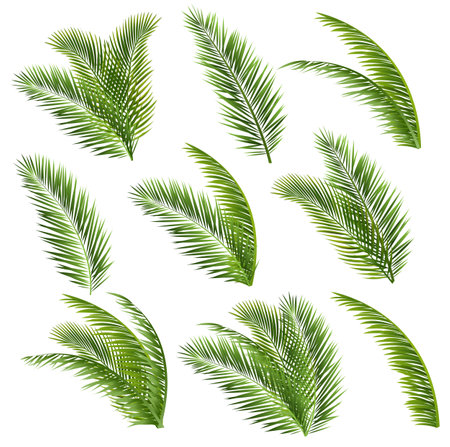 Palm Tree Branch And White Background With Gradient Mesh, Vector Illustrationの写真素材