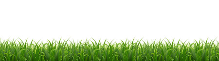 Grass Border Isolatedのイラスト素材