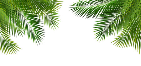 Green Palm Leaf Frame And Isolated White Background With Gradient Mesh, Vector Illustrationの写真素材