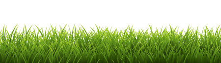 Green grass border And Isolated White Background, Vector Illustrationのイラスト素材