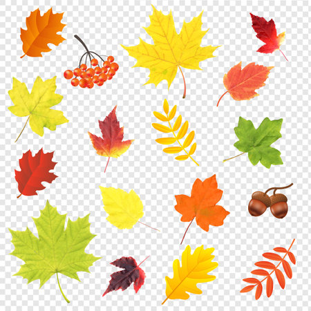 Autumn Leaves Big Set Isolated With Gradient Mesh, Vector Illustrationのイラスト素材