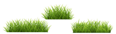 Green Grass Border Isolated White Background With Gradient Mesh, Vector Illustrationのイラスト素材