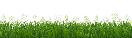 Green Grass Border And Isolated White Background With Gradient Mesh, Vector Illustrationのイラスト素材