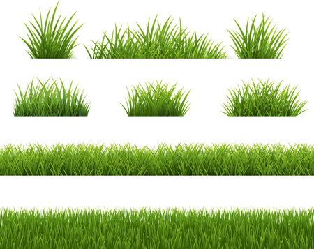 Green Grass Borders Isolated White Background With Gradient Mesh, Vector Illustrationのイラスト素材