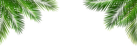 Border With Green Palm Tree Leaves With Gradient Mesh, Vector Illustrationのイラスト素材