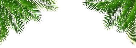 Border With Green Palm Tree Leaves With Gradient Mesh, Vector Illustrationのイラスト素材