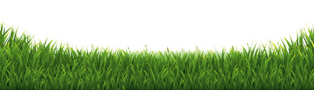 Green Grass Frame And White Background With Gradient Mesh, Vector Illustrationのイラスト素材