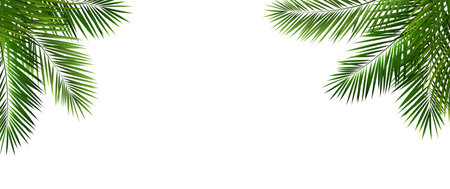 Palm Leaf Isolated White Background With Gradient Mesh, Vector Illustrationのイラスト素材