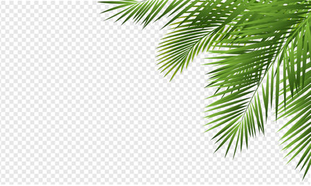 Tropical Palm Tree Border Isolated Transparent Background With Gradient Mesh, Vector Illustrationのイラスト素材
