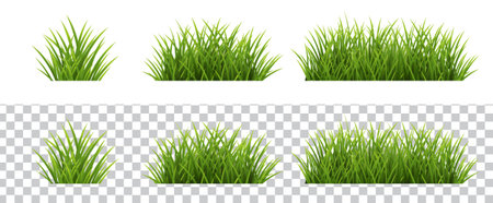 Grass Border White And Transparent Background, Vector Illustrationのイラスト素材