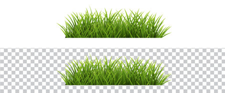 Green Grass Border And White And Transparent Backgroundのイラスト素材