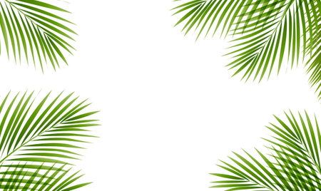 Green Palm Tree Branch Frame Isolated White Background With Gradient Mesh, Vector Illustrationのイラスト素材