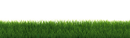 Green Grass Border And Isolated White Background, Vector Illustrationのイラスト素材