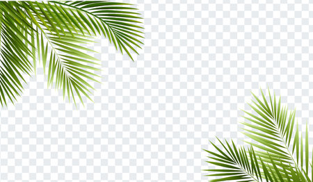 Palm Tree Branch Isolated Transparent Background With Gradient Mesh, Vector Illustrationのイラスト素材