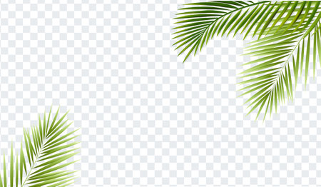 Green Palm Tree Branch With Isolated Transparent Background With Gradient Mesh, Vector Illustrationのイラスト素材