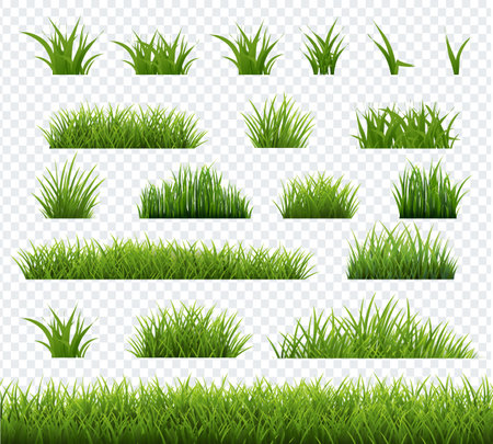 Spring Green Grass Transparent Background With Gradient Mesh, Vector Illustrationのイラスト素材