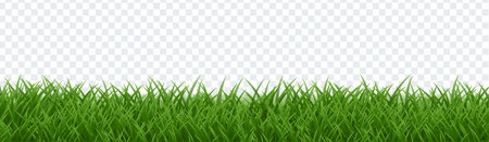 Green Grass Frame Isolated Transparent Background Palm Tree branches Collection Isolated White Backgroundのイラスト素材