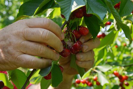 Hands that collect the ripe cherriesの写真素材