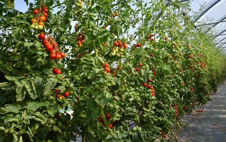 Row of plants of cluster tomatoes in a greenhouseの写真素材