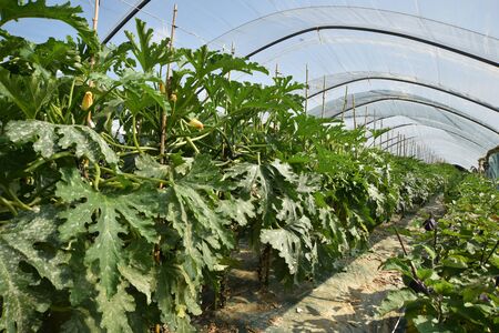 Production of vegetables in greenhousesの写真素材