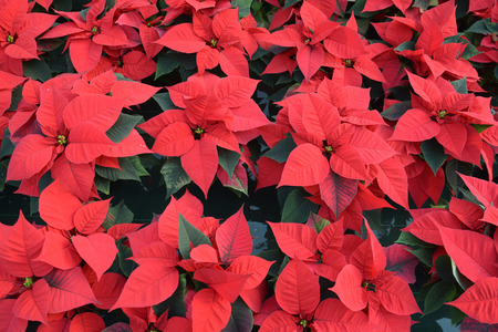 Christmas red stars seen from aboveの写真素材
