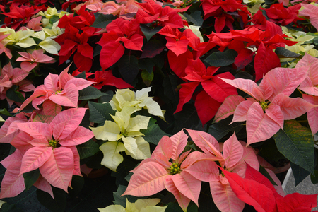 pots of poinsettias in different colorsの写真素材