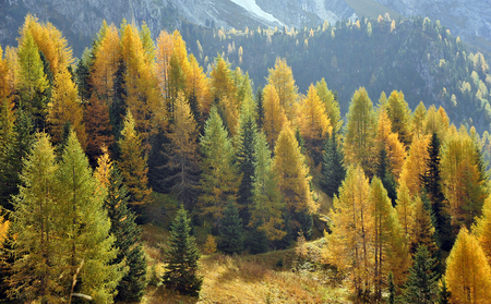 Dolomites in autumn with larch and firの写真素材