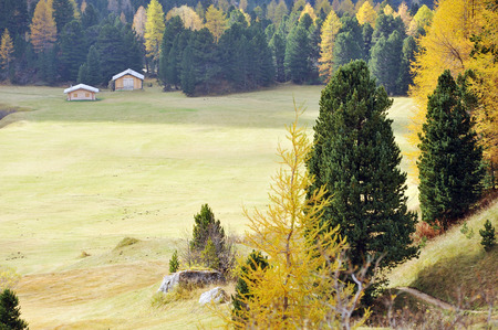 Meadow and pasture in the middle of the larch forest in autumnの写真素材