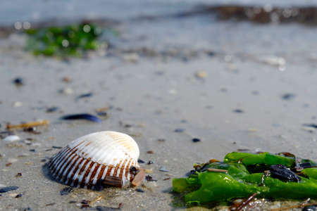 Close up of seaweed and shell on the coastの写真素材