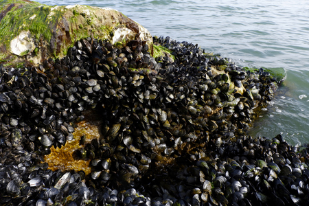 Mussels on the reefs ready for harvesting