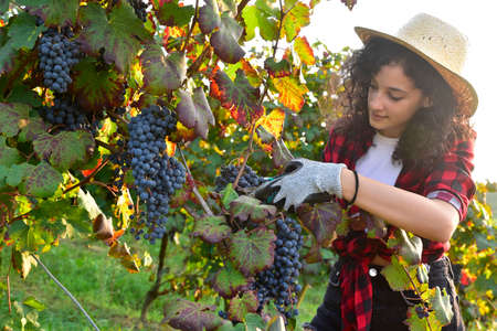 Young girl harvesting black grapes in a vineyard
