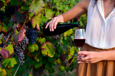 Girl pouring lambrusco into a goblet near a vineyard with black grapesの写真素材