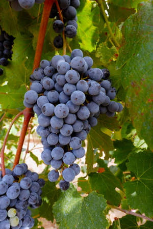Ripe grapes, Lambrusco variety, on the vine