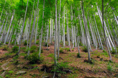 Forest with beech trees in summer in the Apennines