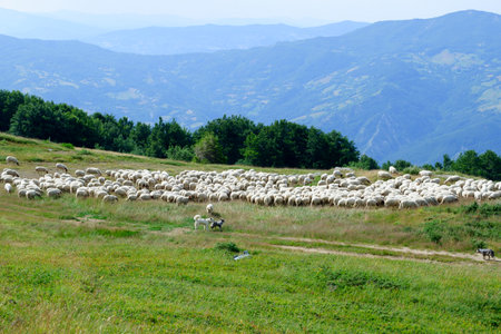 Herds of sheep in the mountains on the Modenese Apennines with shepherd dogsの写真素材
