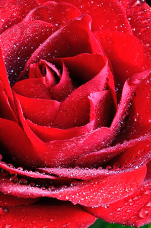 red rose 