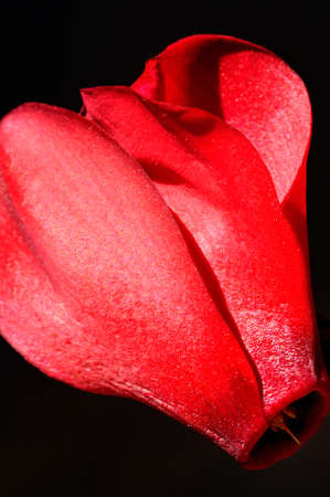 red cyclamenの写真素材