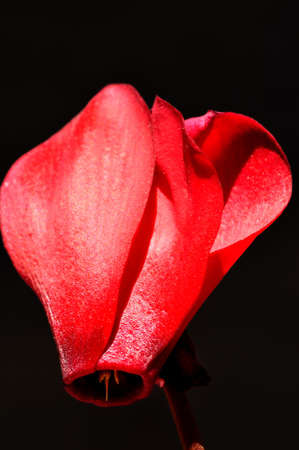 red cyclamenの写真素材