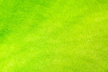 green-yellow leaf texture の写真素材