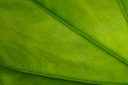 green leaf texture の写真素材