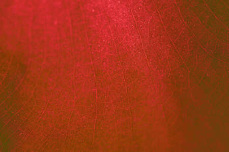 red leaf texture の写真素材