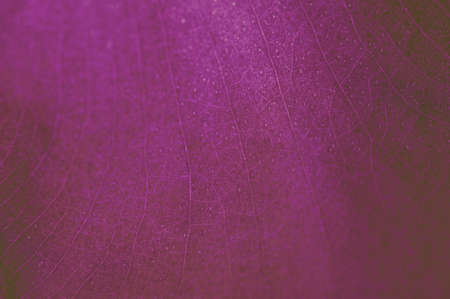 green leaf texture の写真素材