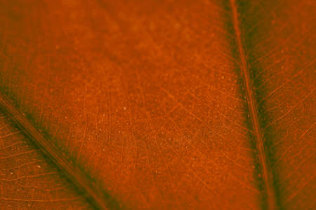 green leaf texture の写真素材