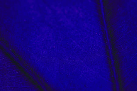 green leaf texture の写真素材