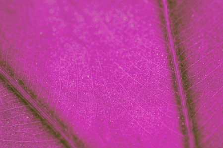 pink leaf texture の写真素材