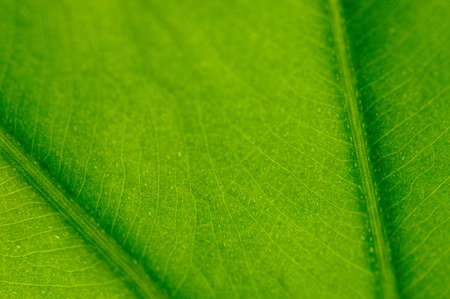 green leaf texture の写真素材