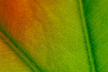 red-green leaf texture の写真素材