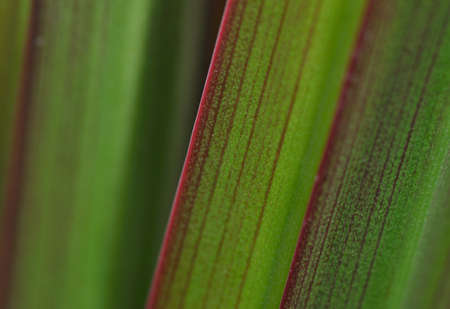 green leaf texture の写真素材