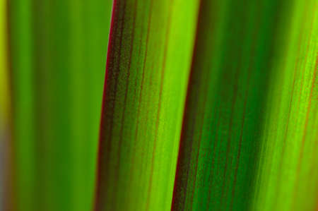green leaf texture の写真素材