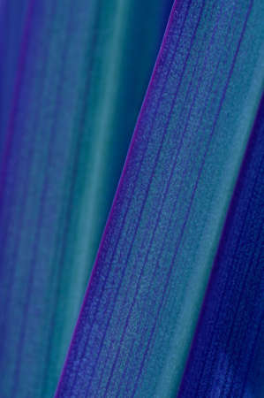 blue leaf texture の写真素材
